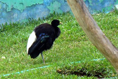 Bird perching on a field