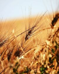 Close-up of wheat on field at sunset