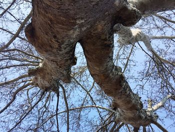 Low angle view of lizard on tree against sky