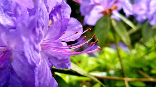 Close-up of purple flowering plant