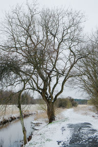 Bare tree by river against sky during winter