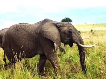 Elephant on field against sky