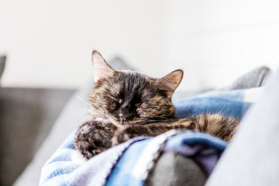 Close-up of a cat with closed eyes