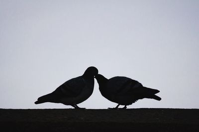 Close-up of pigeons against clear sky