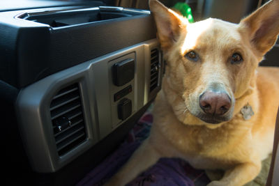 Close-up portrait of dog lying on bed by air conditioner at home