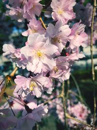 Close-up of cherry blossoms in spring