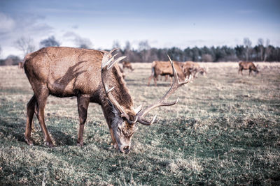 Horses grazing in a field