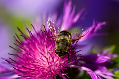 Close-up of bee pollinating on pink flower