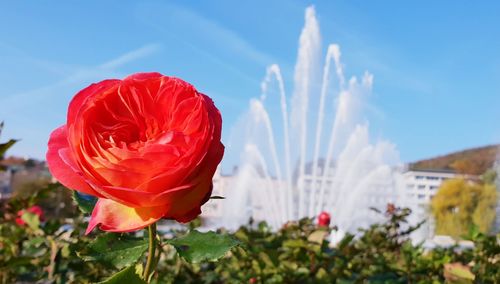 Close-up of red rose on field against sky