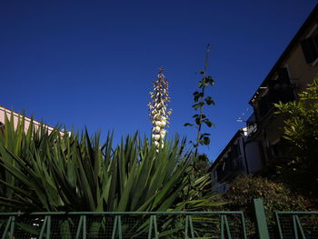 Low angle view of plants growing on field against sky