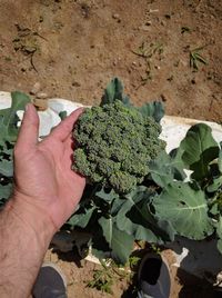Close-up of man hand