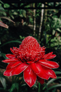 Close-up of red dahlia