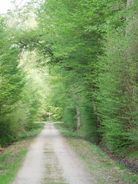 Road amidst trees in forest