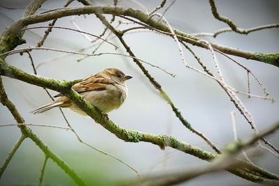 Low angle view of bird perching on branch