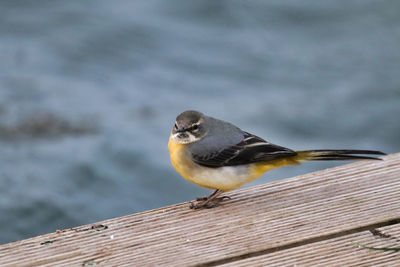 Close-up of bird perching on wood