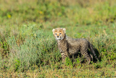 Cheetah male