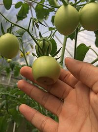 Tomato fruit with blossom end rot.