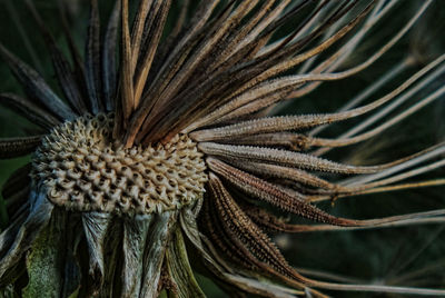 Close-up of wilted flower