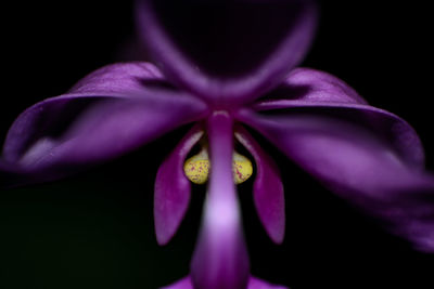 Close-up of purple crocus blooming against black background