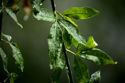 Close-up of raindrops on leaves