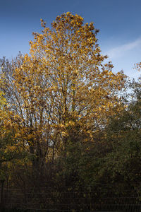 Low angle view of tree against sky during autumn