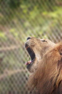 Close-up of cat yawning