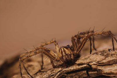 Close-up of insect on rock