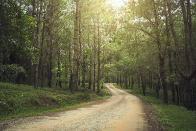 Dirt road amidst trees in forest