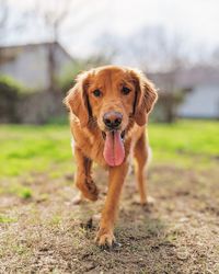 Portrait of dog on field