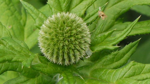 Close-up of green leaves