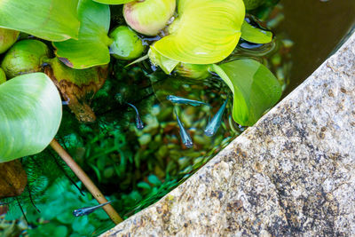 High angle view of crab on rock