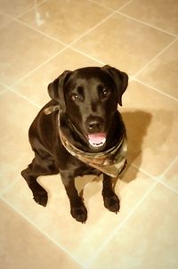 Portrait of dog sitting on floor at home