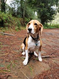 Dog sitting on field