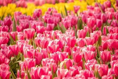 Close-up of pink tulips