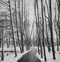 Bare trees in snow covered landscape