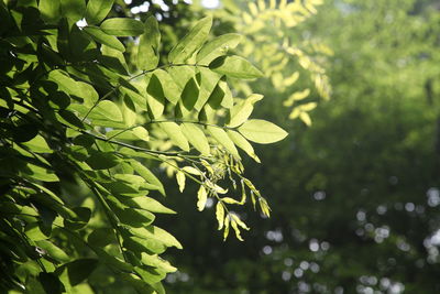 Close-up of green leaves