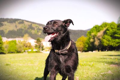 Close-up of black dog against sky