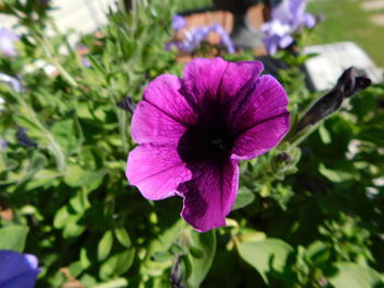 flowering plant