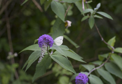 Close-up of purple flower blooming outdoors