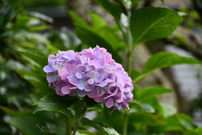 Close-up of pink rose flower