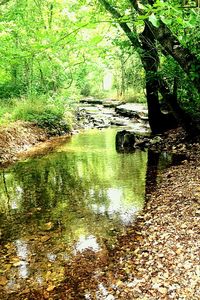 River flowing through forest