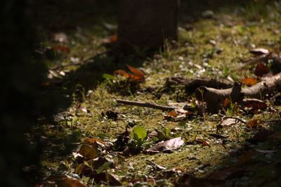 View of lizard on field