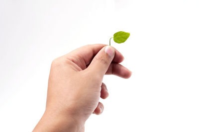Close-up of hand holding plant over white background