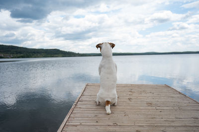 View of dog on lake against sky