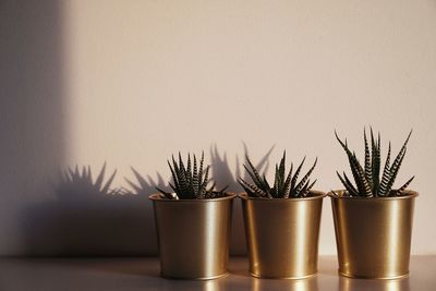 Close-up of potted plants on table at home