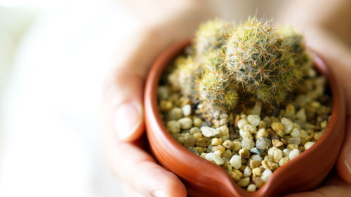 Close-up of hand holding succulent plant