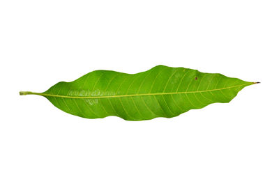 Close-up of leaf against white background