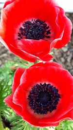 Close-up of red flower