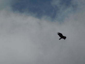 Low angle view of bird flying in sky