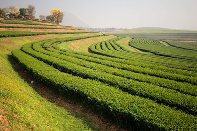 Scenic view of tea plantation landscape against sky